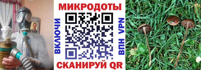 дарнет шоп  Лебедянь  Псилоцибиновые грибы Psilocybe 